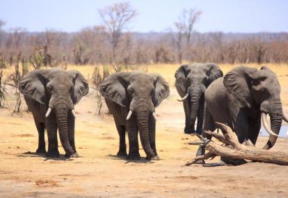 Safari au Zimbabwe - Les Beautés du Zimbabwe