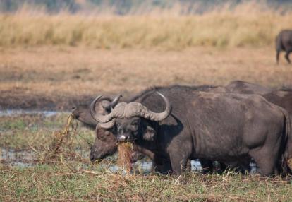 Safari au Zimbabwe : Safaris Aficionados