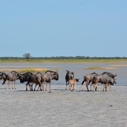 Voyage au Botswana : Les Déserts du Botswana