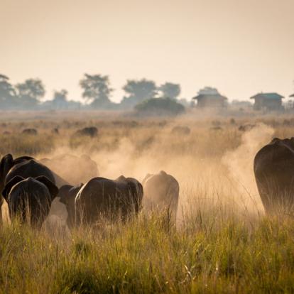 Voyage au Botswana - Au royaume des Elephants