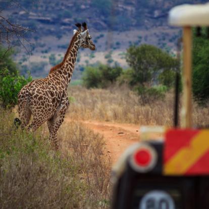 Séjour au Kenya : Safari et Plage