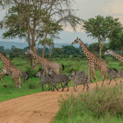 Voyage en Tanzanie : Le « Petit Serengeti » et l’Ile aux Epices