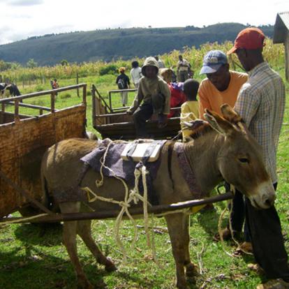 Kenya : Ecovolontariat à Muringa Farm - Subukia