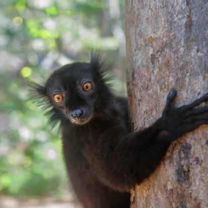 Voyage à Madagascar - Les Trésors cachés de Madagascar