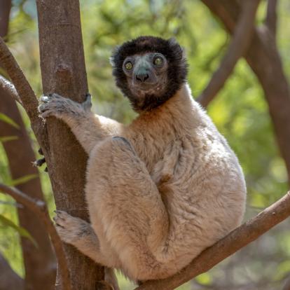 Circuit à Madagascar - Les Trésors cachés de Madagascar