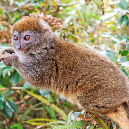 Voyage à Madagascar - L'Est; le refuge des Indris