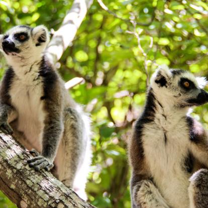 Circuit à Madagascar - Au cœur de la Nature Malgache