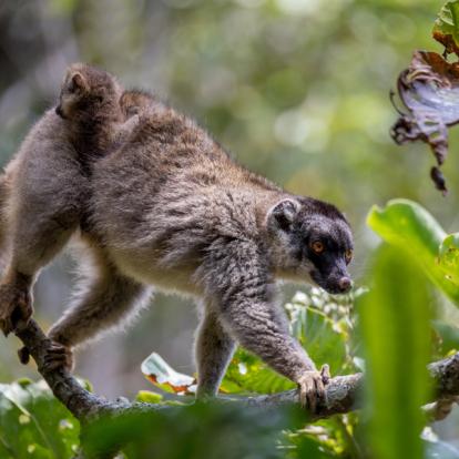 Voyage à Madagascar - Au cœur de la Nature Malgache