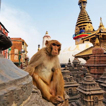 Voyage au Népal - De Katmandou à Chitwan