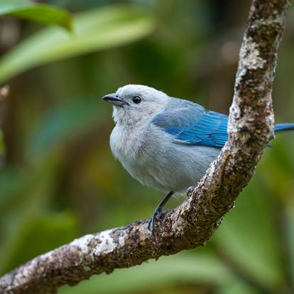 Circuit au Panama - Le Paradis des Oiseaux