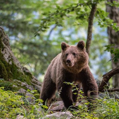 Voyage en Slovénie - À la Rencontre des Ours