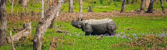 Parc National de Chitwan