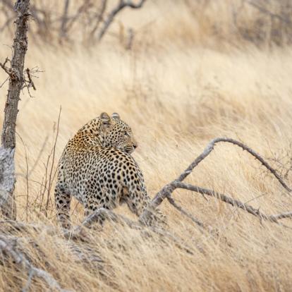 Klaserie Private Nature Reserve Safari en Afrique du Sud - Agence de Voyage Locale Biwakwango