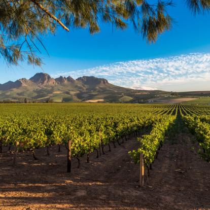 Stellenbosch - Route des Vins Circuit en Afrique du Sud - Agence de Voyage Locale Biwakwango
