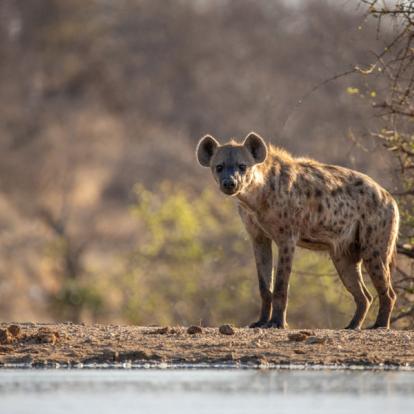 Klaserie reserve Safari en Afrique du Sud - Agence de Voyage Locale SA Travellers