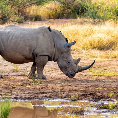Parc National Kruger Safari en Afrique du Sud - Agence de Voyage Locale SA Travellers