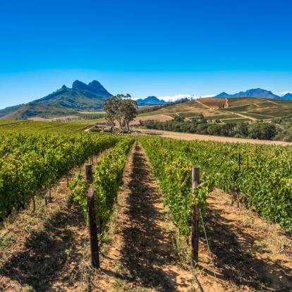 Route des Vins Safari en Afrique du Sud - Agence de Voyage Locale SA Travellers