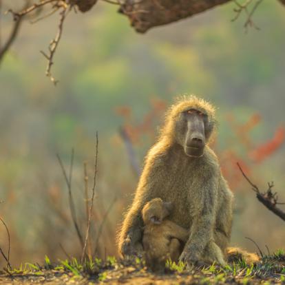 Hluhluwe-iMfolozi Reserve Voyage en Afrique du Sud - Agence de Voyage Locale Terra South Africa