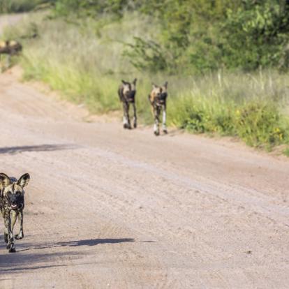 Parc National Kruger- Lycaon Voyage en Afrique du Sud - Agence de Voyage Locale Terra South Africa