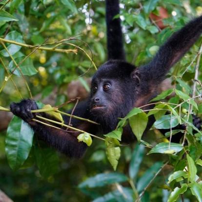 Singe hurleur - Community Baboon Sanctuary Voyage au Belize - Agence de Voyage Locale Mayan Zone