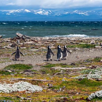 Seno Otway Penguin Voyage au Chili - Agence de Voyage Locale Latinorizons
