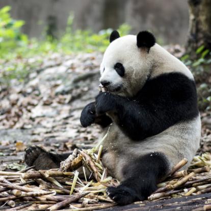 Sichuan - Chengdu Research Base of Giant Panda Voyage en Chine - Agence de Voyage Locale Chine Escapade