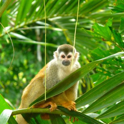 Parc National Manuel Antonio Voyage au Costa Rica - Agence de Voyage Locale Imagenes Tropicales