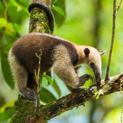 Parc National Tortuguero - Tamandua Voyage au Costa Rica - Agence de Voyage Locale Trio de Turismo
