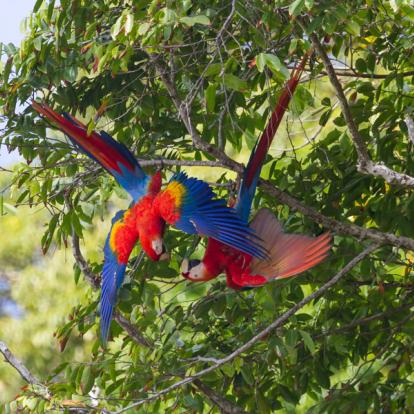 Péninsule d'Osa - Aras Voyage au Costa Rica - Agence de Voyage Locale Trio de Turismo