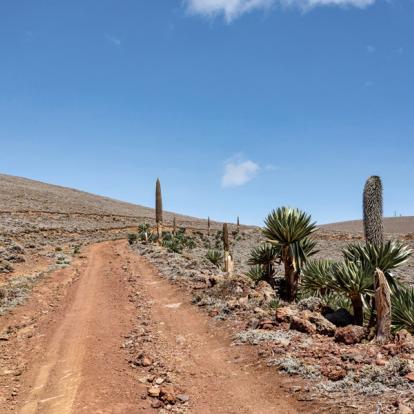 Parc National des Montagne de Bale Voyage en Ethiopie - Agence de Voyage Locale Aisha Tours Ethiopia