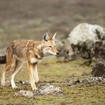 Bale Mountains - Loup Ethiopien Voyage en Ethiopie - Agence de Voyage Locale Jm Tours