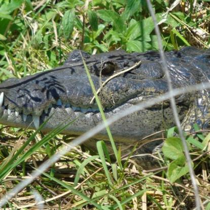 Crocodile dans le Petén Voyage au Guatemala - Agence de Voyage Locale Mayan Zone