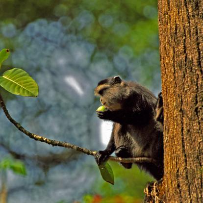 Forêt de Kakamega - Samango monkey Safari au Kenya - Agence de Voyage Autrement Tembo Tours & Safaris