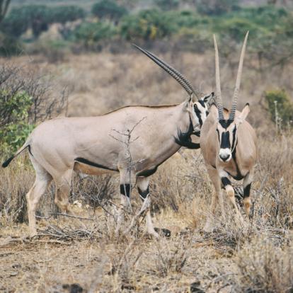 Réserve Nationale de Samburu - Oryx Voyage au Kenya - Agence de Voyage Locale Wild Routes of Kenya