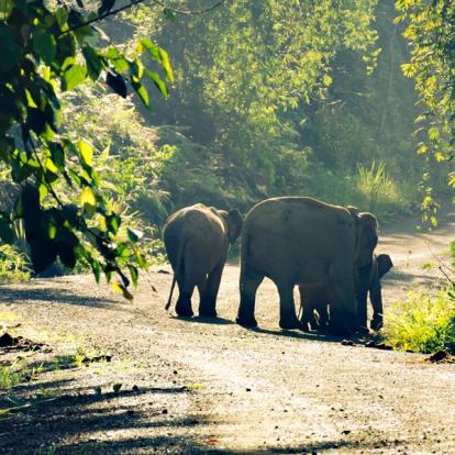 Sabah - Éléphants dans la Vallée de Danum Voyage à Bornéo - Agence de Voyage Locale Sticky Rice Travel