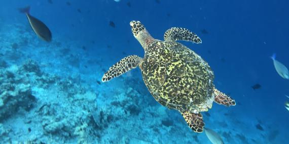 Voyage aux Maldives - Agence de Voyage Locale Acme Travel
