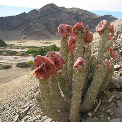 Kaokoland - Hoodia currori Voyage en Namibie - Agence de Voyage Locale Grandeur Nature Safaris