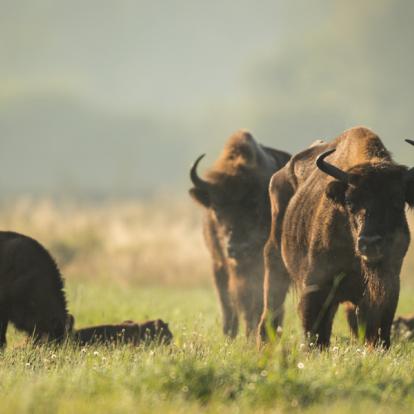 Knyszyn Forest - Bisons Voyage en Pologne - Agence de Voyage Locale Welcome Tourist