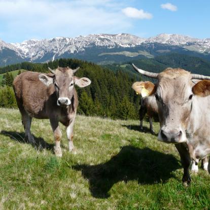 La zone de Moieciu Voyage en Roumanie - Agence de Voyage Locale Explore Romania