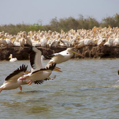 Réserve de Djoudj Voyage au Sénégal - Agence de Voyage Locale L'Autre Sénégal