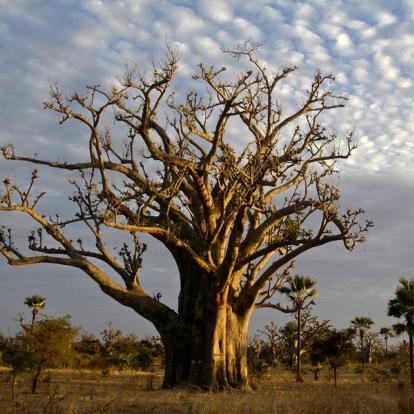 Baobab Voyage au Sénégal - Agence de Voyage Locale Peul Voyages