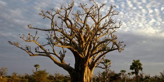 Voyage au Sénégal - Agence de Voyage Locale Peul Voyages
