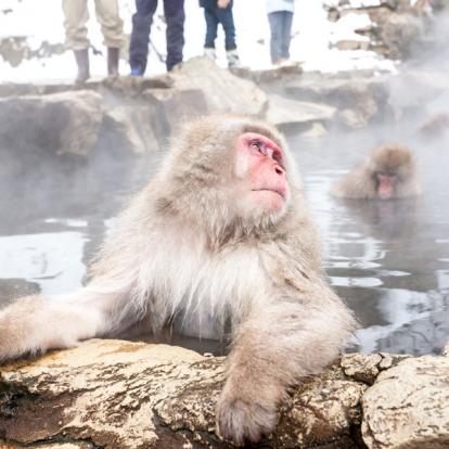 Jigokudani Monkey Park -- Nagano Prefecture Voyage au Japon - Agence de Voyage Locale Shanti Travel