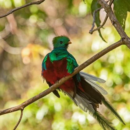 Quetzal Album Photos - Costa Rica