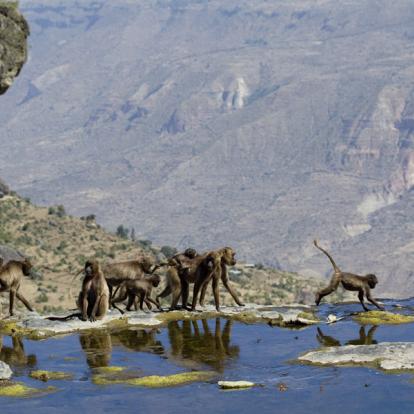 Parc National du Simiem Album Photos - Ethiopie