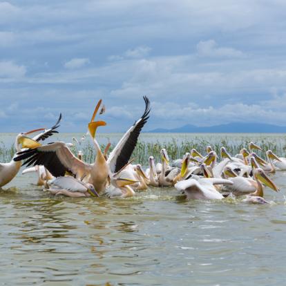 Lac Ziway Album Photos - Ethiopie