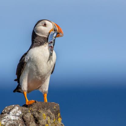 Macareux Album Photos - Islande