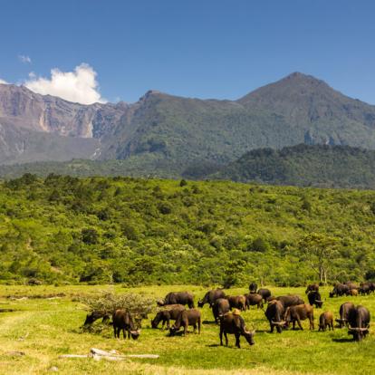 Parc National Arusha et Mont Meru Album Photos - Tanzanie
