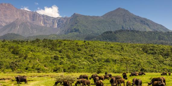 Album Photos - Tanzanie