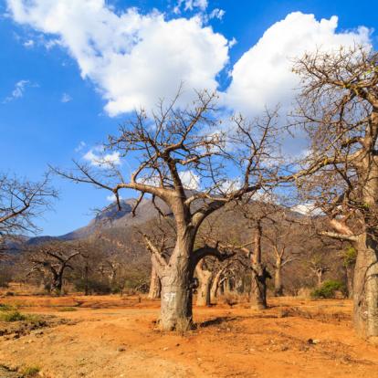 Parc National Tarangire Album Photos - Tanzanie